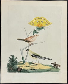 Brown - Pink-coloured Warbler & Green Wagtail