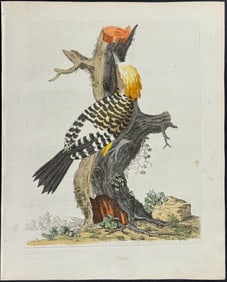 Brown - Yellow Crested Woodpecker