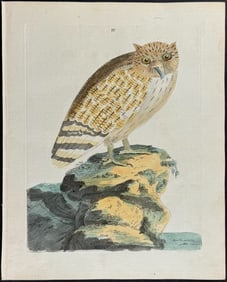 Brown - Great Ceylonese Eared Owl