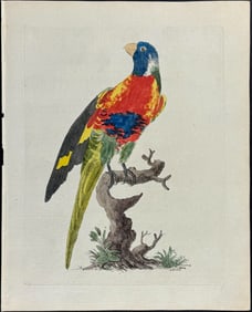 Brown - Blue-bellied Parrot