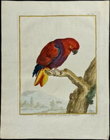 Vosmaer, Schouman - Parrot. 7