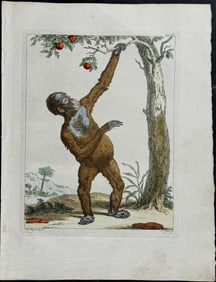 Vosmaer, Schouman - Monkey or Primate. 14