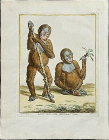 Vosmaer, Schouman - Monkey or Primate. 15