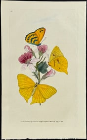 Donovan - Cipris Butterfly. 40