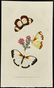 Donovan - Pirithous Butterfly. 54