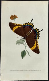 Donovan - Acamas Butterfly. 18