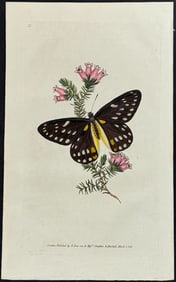 Donovan - Belladonna's Butterfly. 35