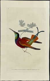 Donovan - Topaz Hummingbird. 5