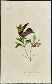 Donovan - Tufted-Neck Hummingbird. 25