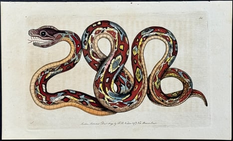 Shaw & Nodder - Great Boa Constrictor Snake. 51