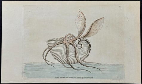 Shaw & Nodder - Argonaut or Paper Nautilus. 101