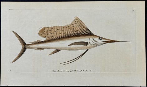 Shaw & Nodder - Broad-finned Sword-Fish. 88
