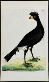 Shaw & Nodder - Common Curassow. 117