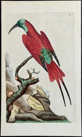 Shaw & Nodder - Super Bee-Eater. 78