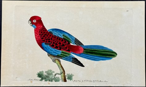 Shaw & Nodder - Splendid Parrot. 53
