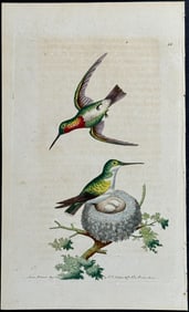 Shaw & Nodder - Red-throated Hummingbird. 66
