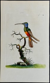 Shaw & Nodder - Harlequin Hummingbird. 81