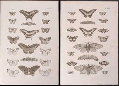 Seba - Pair of Butterfly & Caterpillar Engravings