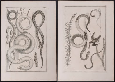 Seba - 3 Snake Engravings (with insects, plants, & bird)