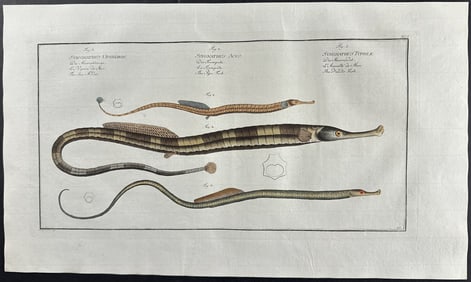 Bloch, Folio - Sea Adder, Pipe Fish, Needle Fish; Syngnathus Ophidion, S. Acus, S. Typhle. 91