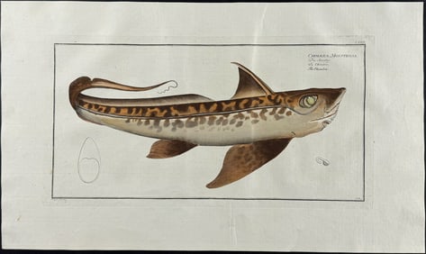 Bloch, Folio - Chimera; Chimaera Monstros. 124