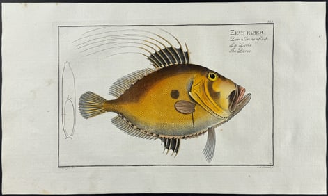 Bloch, Folio - Doree; Zeus Faber. 41