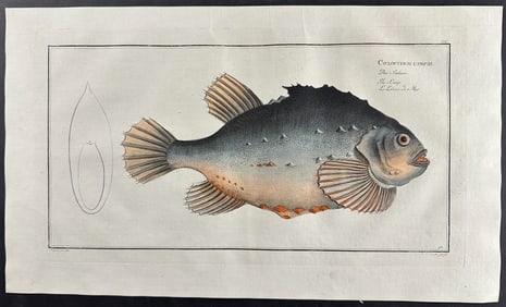 Bloch, Folio - Lump Fish; Cyclopterus Lumpus. 90