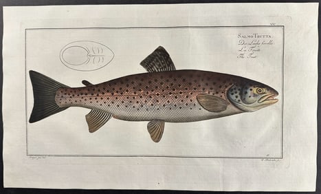 Bloch, Folio - Trout; Salmo Trutta. 21