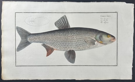 Bloch, Folio - Fish; Cyprinus Aspius. 7