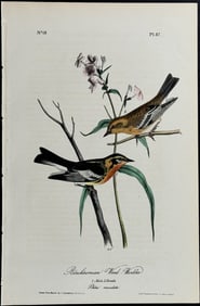 Audubon - Blackburnian Wood-Warbler. 87