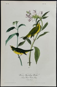 Audubon - Wilson's Flycatching-Warbler. 75