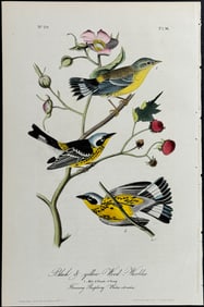 Audubon - Black & Yellow Wood-Warbler. 96