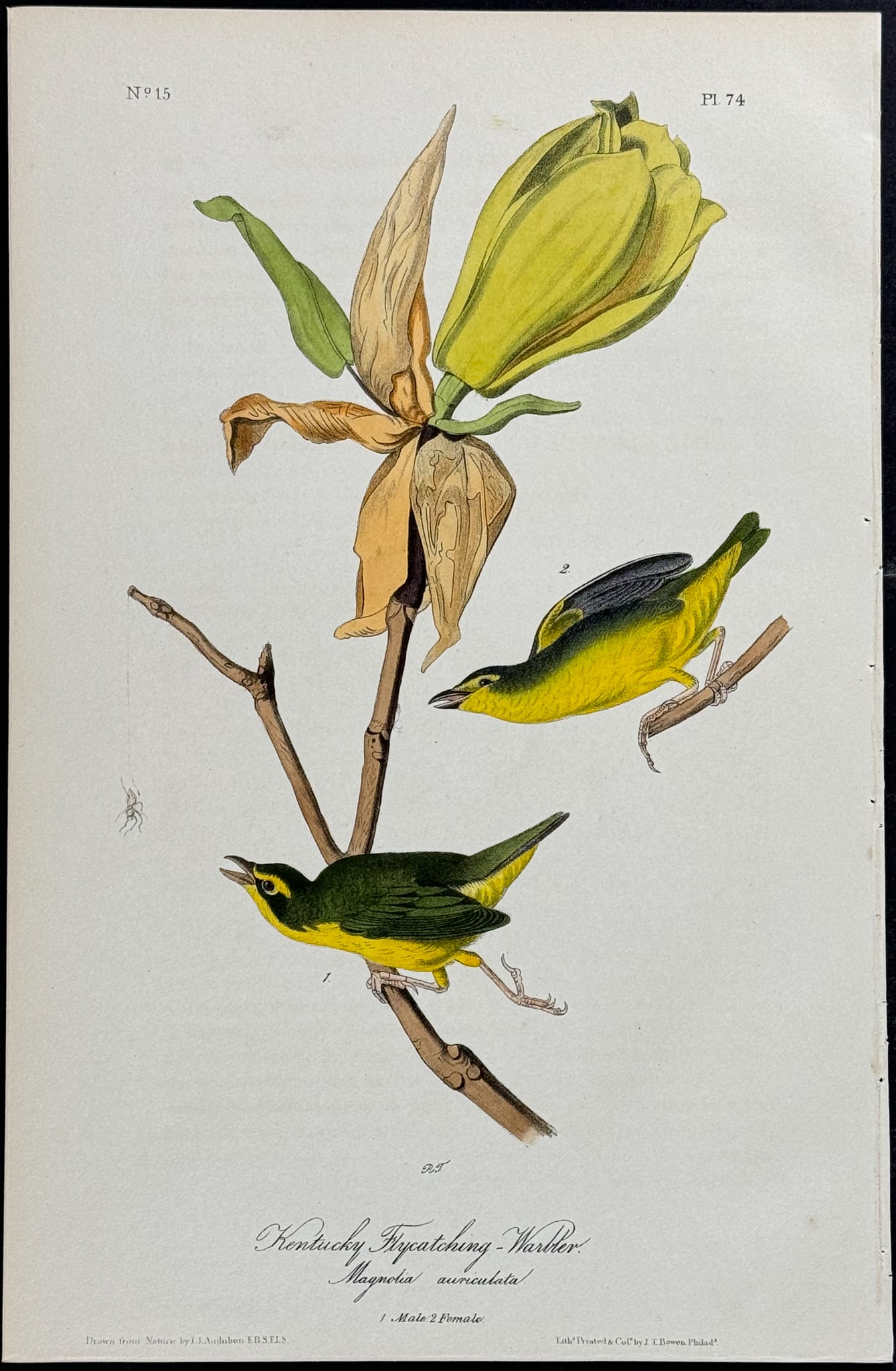Audubon - Kentucky Flycatching-Warbler. 74: This hand-colored lithograph comes from John James Audubon's first octavo edition of Birds of America published from 1840 to 1844. The work was completed under the direct supervision of J. J. Audubon.