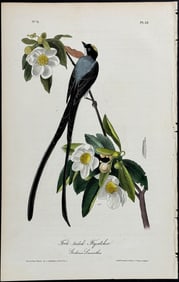 Audubon - Fork-tailed Flycatcher. 52