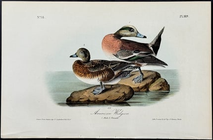 Audubon - American Widgeon. 389
