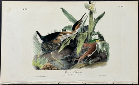 Audubon - Green Heron. 367