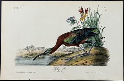 Audubon - Glossy Ibis. 358
