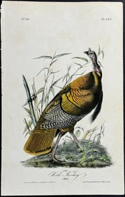 Audubon - Wild Turkey (Male). 287