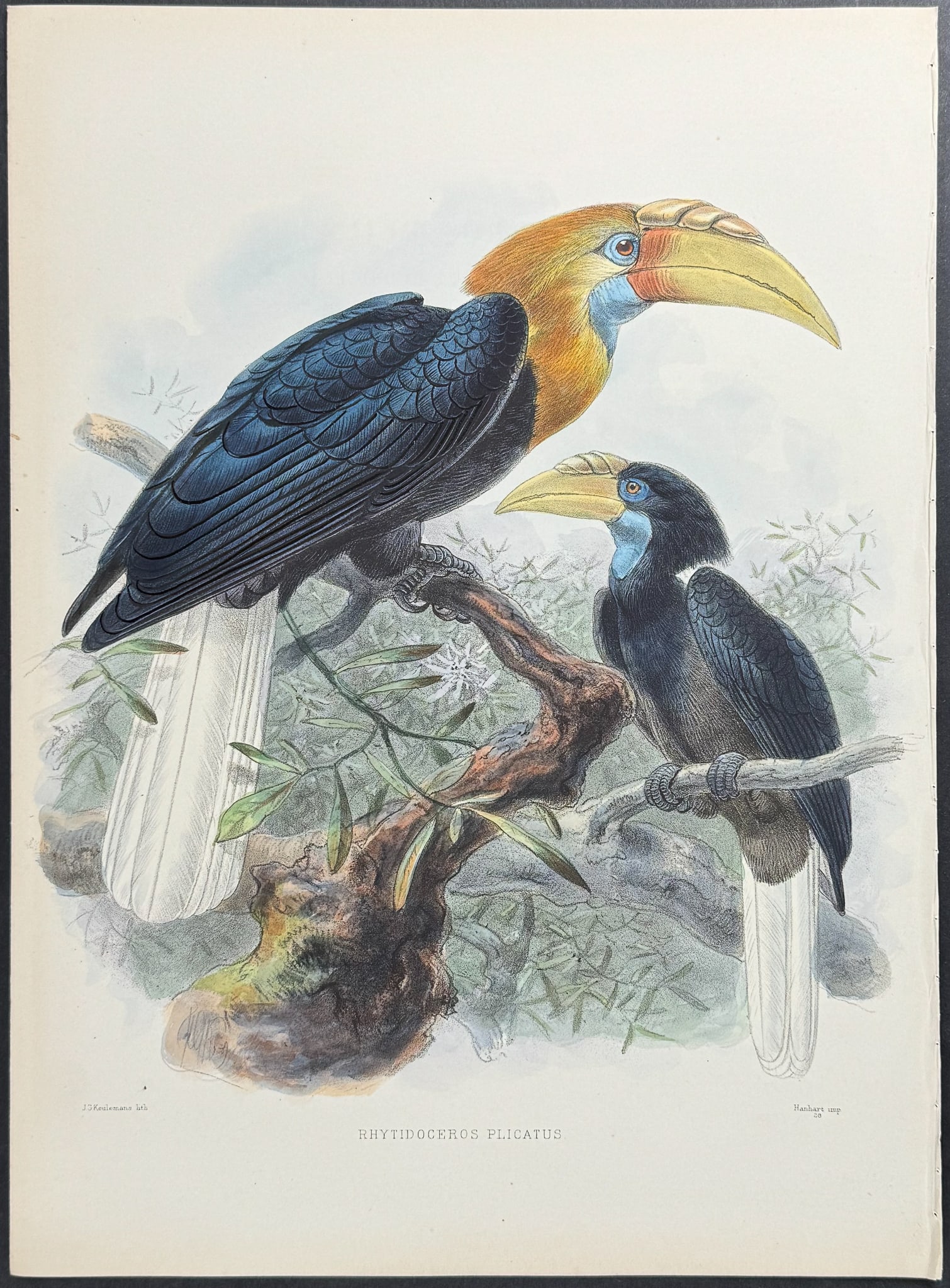 Elliot & Keulemans - Papuan Wreathed Hornbill: This lush folio lithograph is from Daniel Giraud Elliot's A Monograph of the Bucerotidae, or Family of the Hornbills. The work was published in New York by Taylor & Francis of London between 1877 and