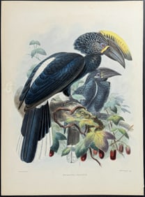 Elliot & Keulemans - Crested Hornbill