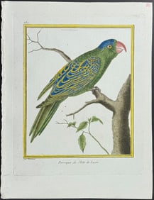 Martinet & Buffon - Parrot. 287