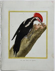 Martinet & Buffon - Woodpecker. 717