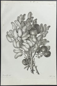 Prevost - Fruit or Seed Branches