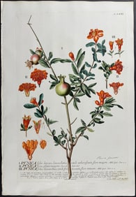 Trew & Ehret - Pomegranate; Punica. 71