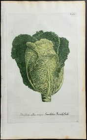 Weinmann - Cabbage. 261