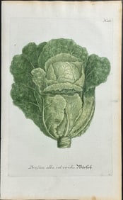 Weinmann - Cabbage. 260