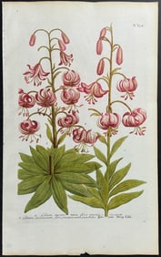 Weinmann - Lily. 658