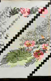 Weinmann - Martagon Lily. 659