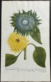 Weinmann - Peruvian Sunflower. 374