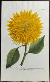 Weinmann - Sunflower. 372